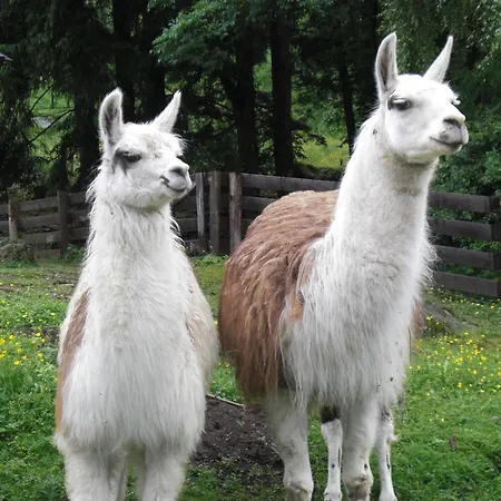 Leitner Gæstehus Wildbad Einoed