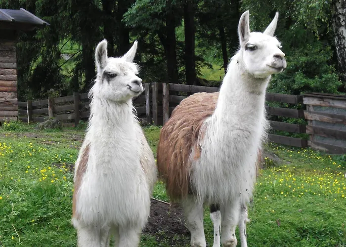 Leitner Gæstehus Wildbad Einoed